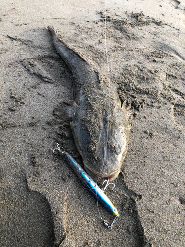 コチの釣果