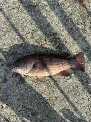 コブダイの釣果