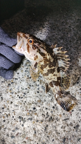 タケノコメバルの釣果