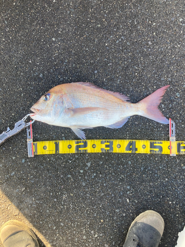 タイの釣果