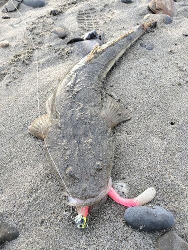 マゴチの釣果