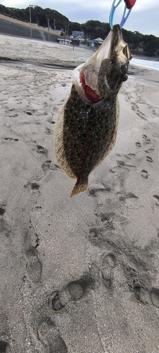 ヒラメの釣果