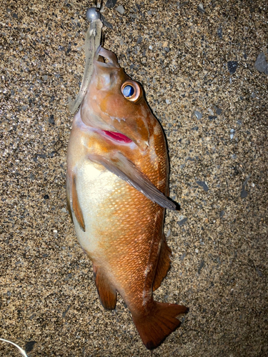 エゾメバルの釣果