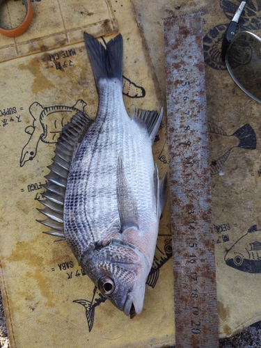 クロダイの釣果