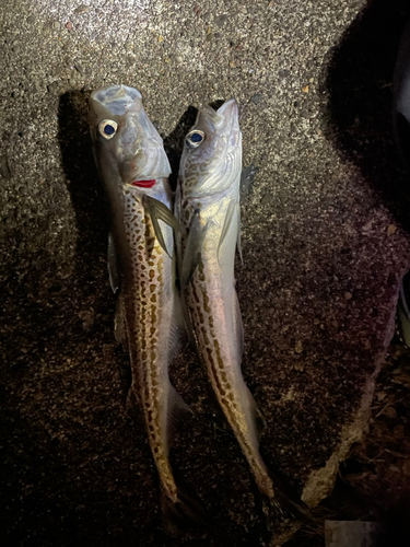 スケトウダラの釣果