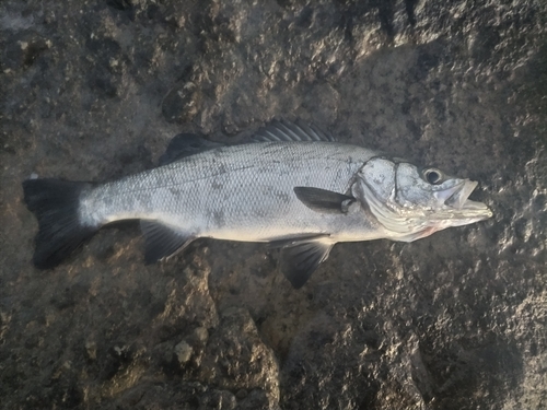 セイゴ（ヒラスズキ）の釣果