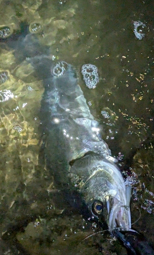 フッコ（マルスズキ）の釣果