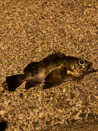 メバルの釣果