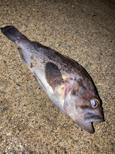 クロソイの釣果