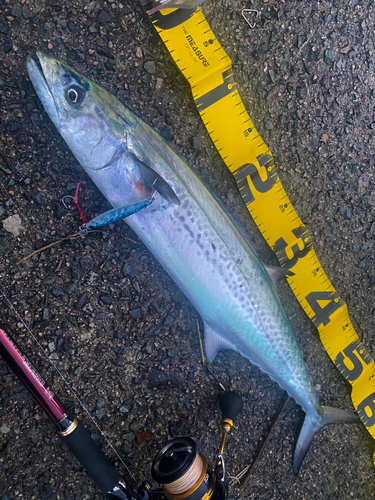 サゴシの釣果