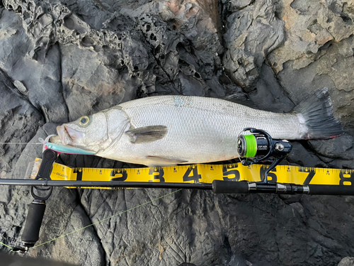 ヒラスズキの釣果