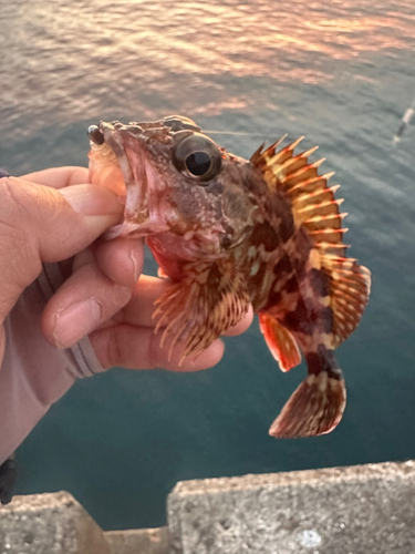 ガシラの釣果