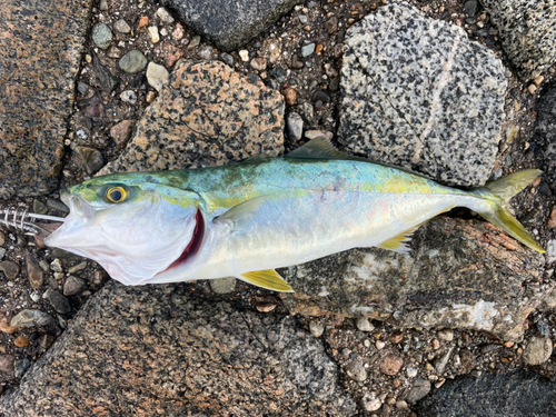 ツバイソの釣果