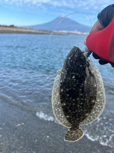 ヒラメの釣果