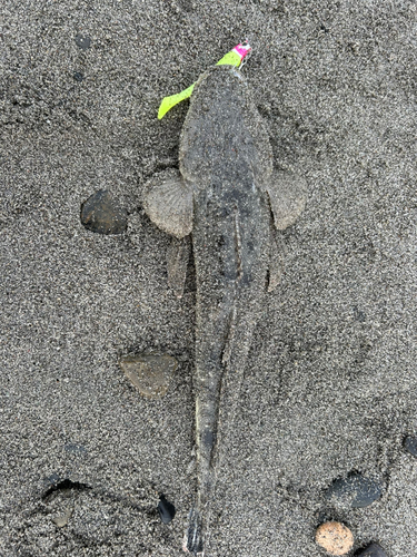 マゴチの釣果