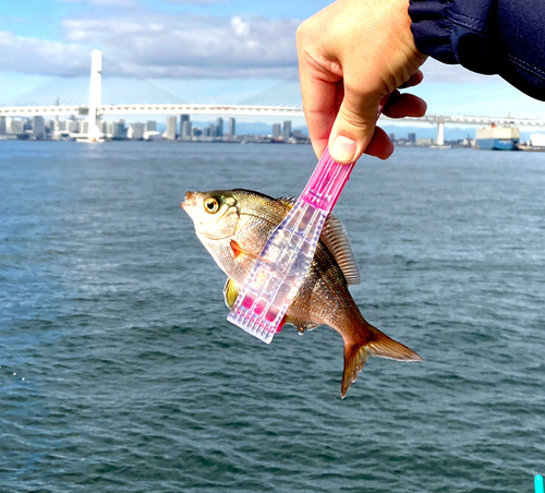 ウミタナゴの釣果