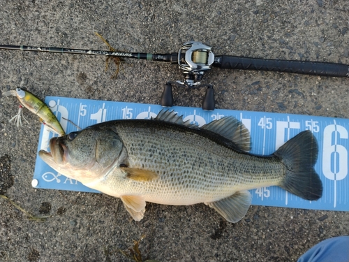 ブラックバスの釣果