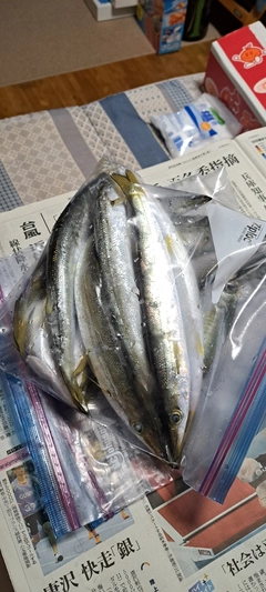 アカカマスの釣果