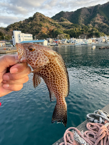 オオモンハタの釣果