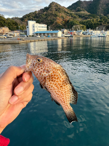 オオモンハタの釣果