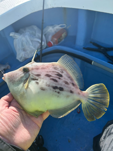 カワハギの釣果