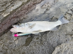 セイゴ（ヒラスズキ）の釣果