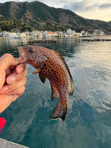 オオモンハタの釣果