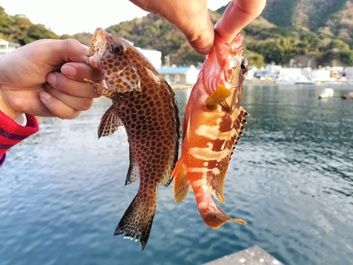 オオモンハタの釣果