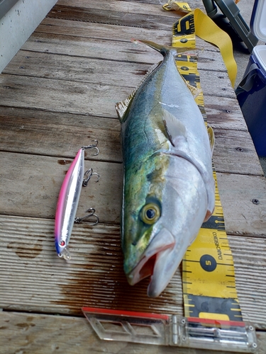 イナダの釣果