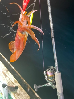 ケンサキイカの釣果