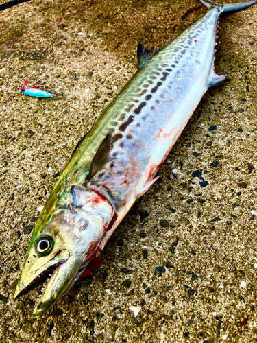 サゴシの釣果