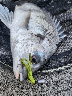 キビレの釣果