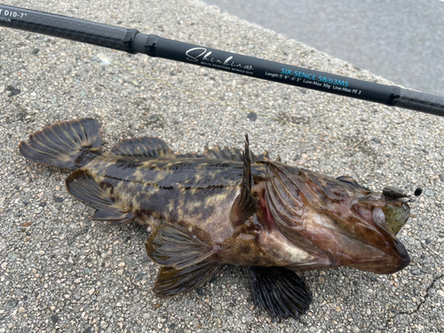 タケノコメバルの釣果