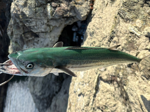 サゴシの釣果