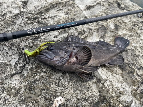 クロソイの釣果