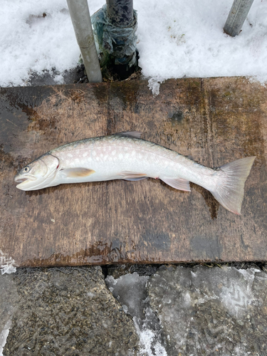 アメマスの釣果