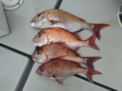 マダイの釣果