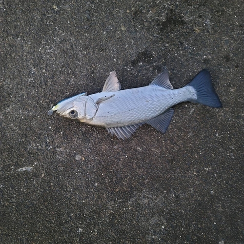 ヒラスズキの釣果