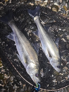 シーバスの釣果