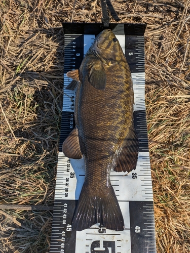 スモールマウスバスの釣果