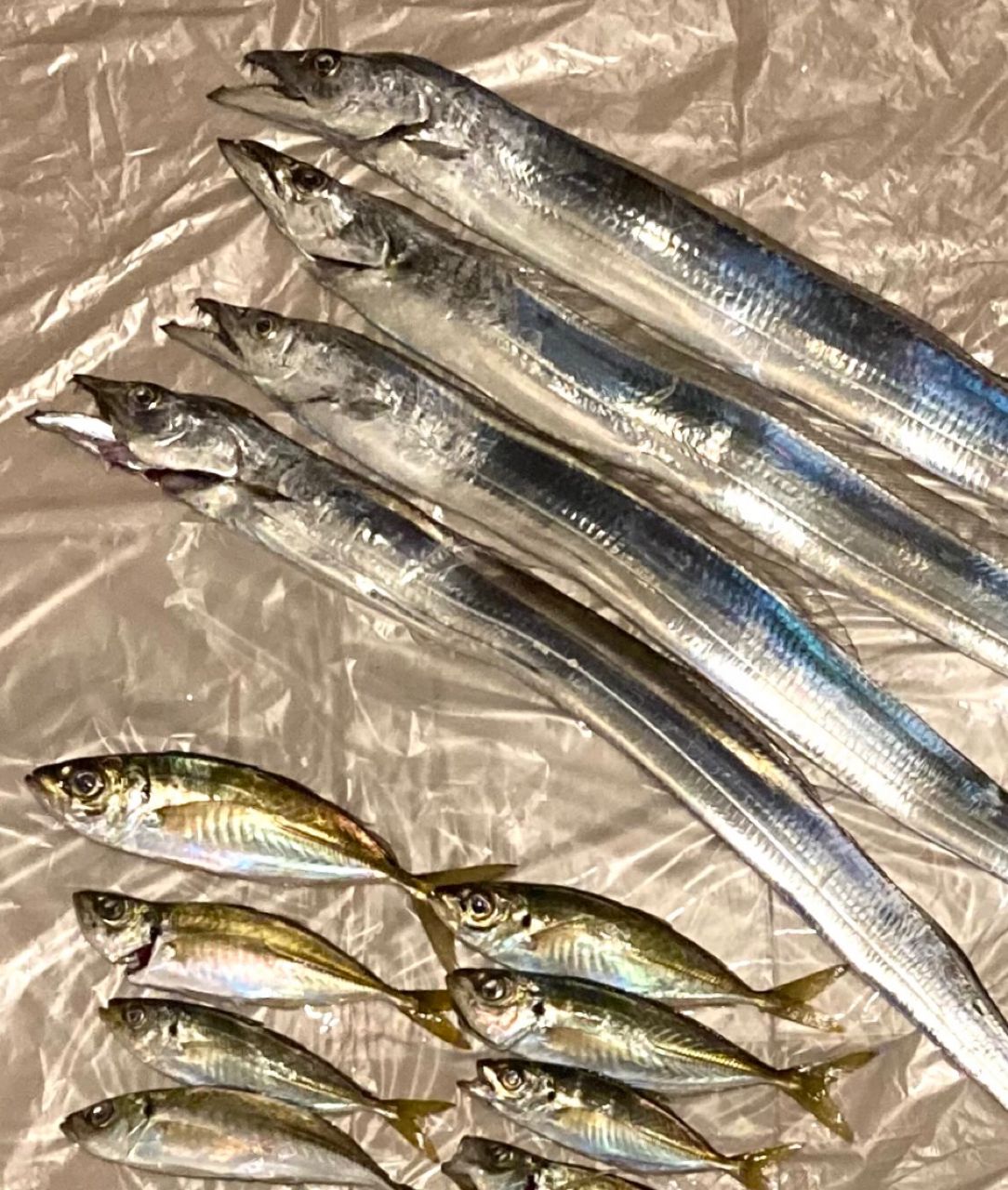 since 2020さんの釣果 2枚目の画像