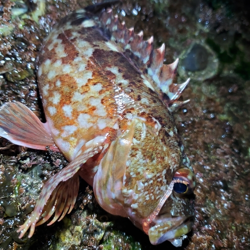 カサゴの釣果