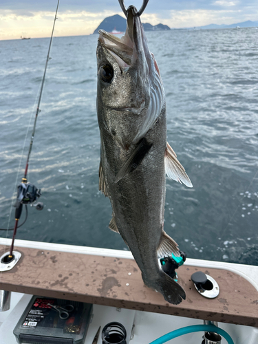 スズキの釣果