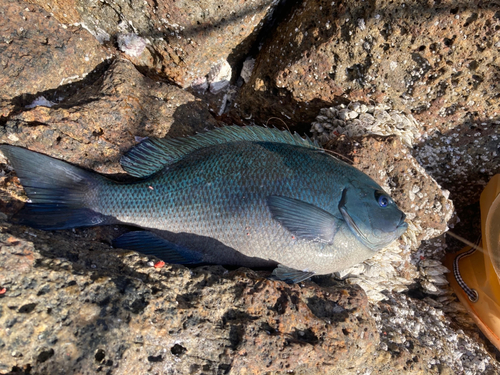 クチブトグレの釣果