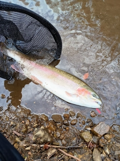 ニジマスの釣果