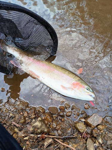 ニジマスの釣果