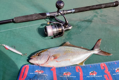 ショゴの釣果