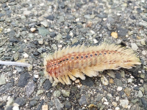 ケムシカジカの釣果