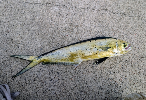 シイラの釣果