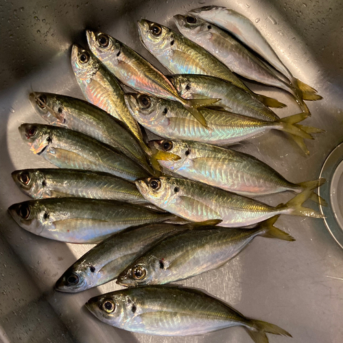 マアジの釣果